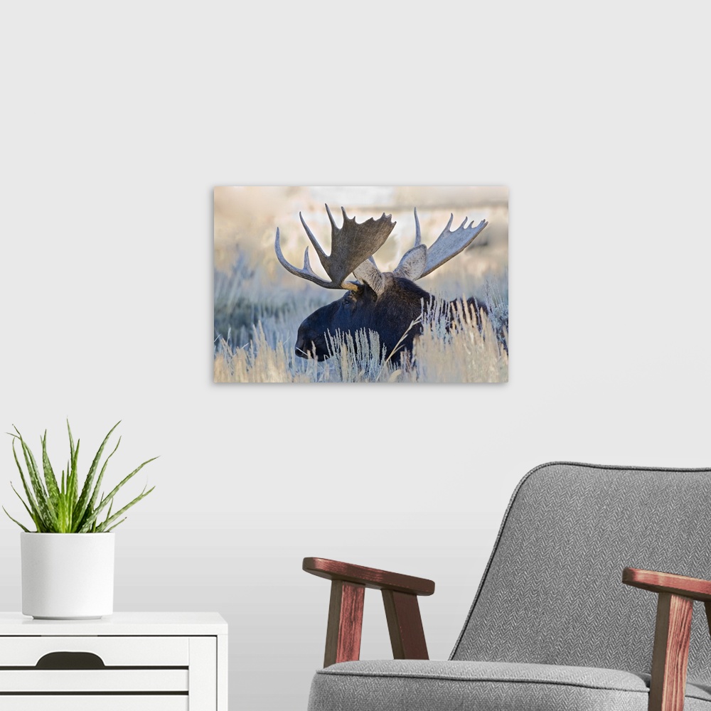 A modern room featuring Wyoming, Grand Teton National Park, Bull Moose, (Alces alces).