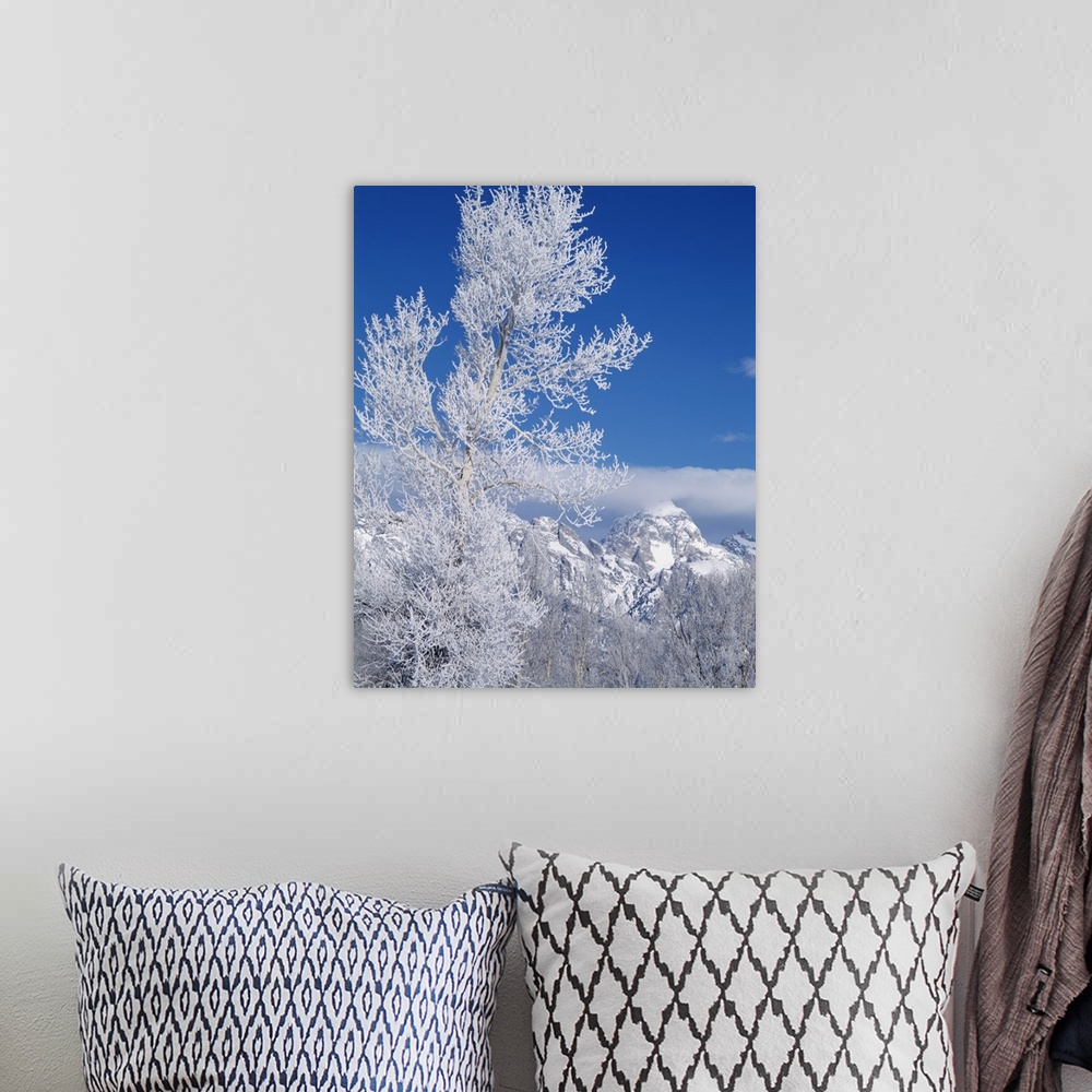 A bohemian room featuring Wyoming, Grand Teton National Park, Cottonwood tree in winter.