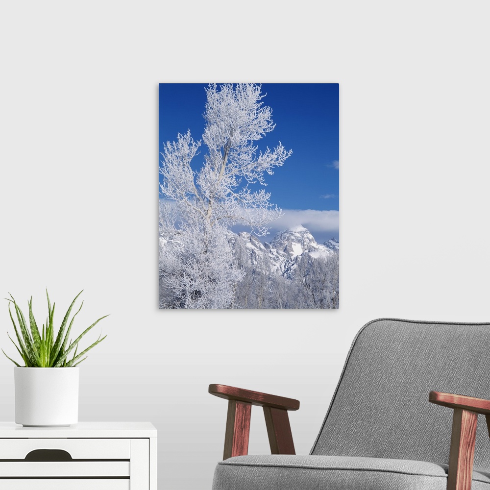 A modern room featuring Wyoming, Grand Teton National Park, Cottonwood tree in winter.