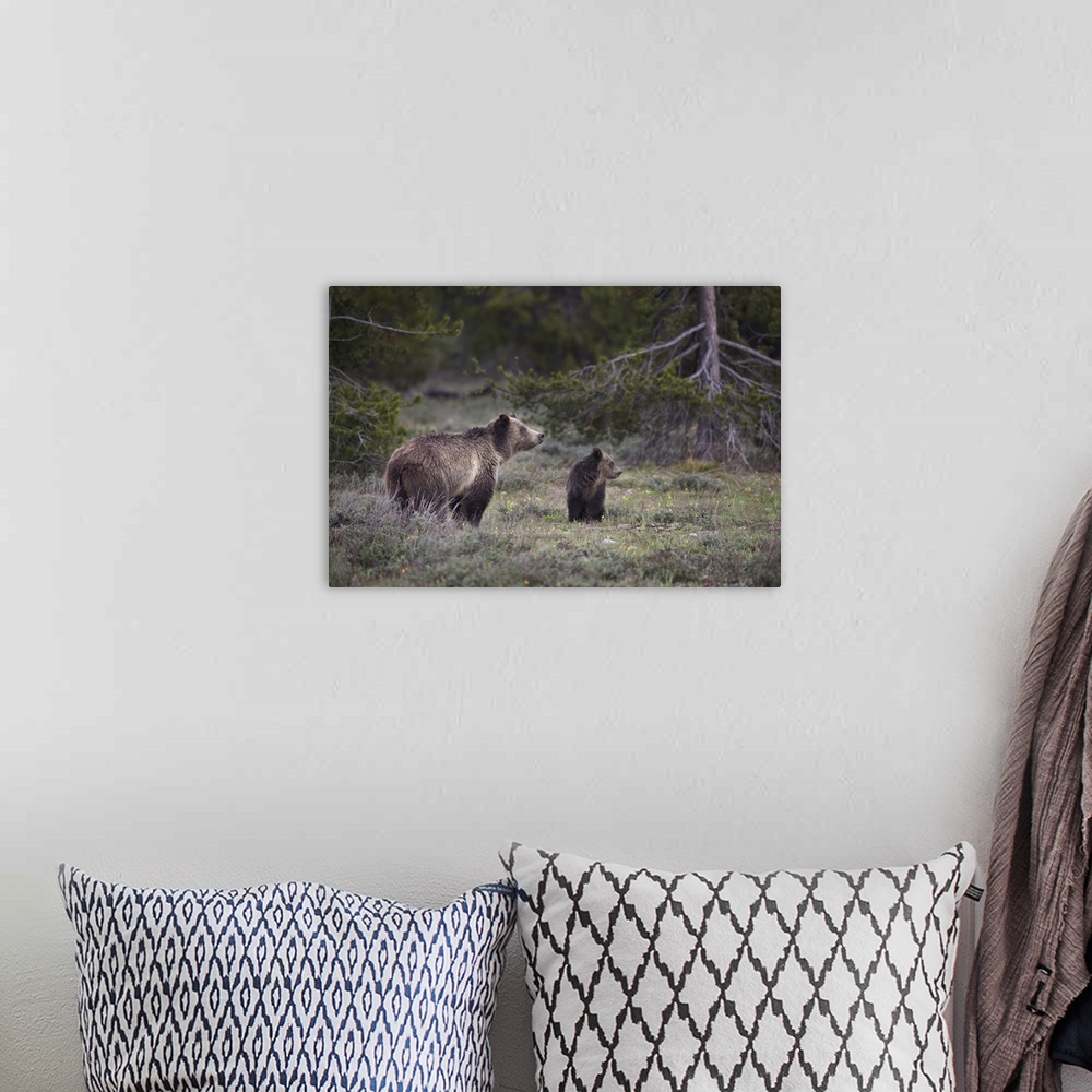 A bohemian room featuring USA, Wyoming, Grand Teton National Park. Sow grizzly with cub. Credit: Don Grall