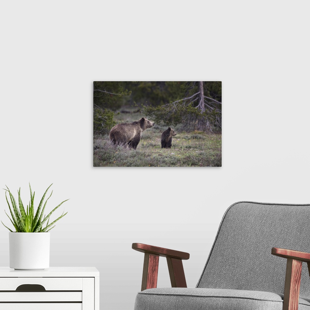 A modern room featuring USA, Wyoming, Grand Teton National Park. Sow grizzly with cub. Credit: Don Grall