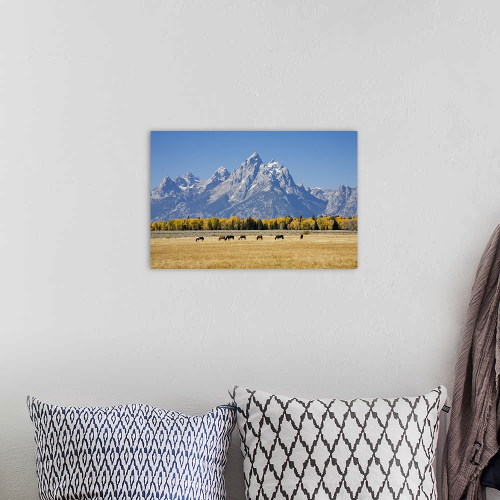 A bohemian room featuring Wyoming, Grand Teton National Park, Teton Range and Cottonwood trees and horses.
