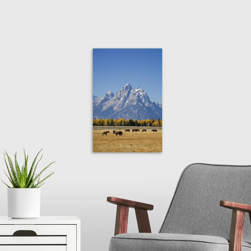 A modern room featuring Wyoming, Grand Teton National Park, Teton Range and Cottonwood trees and horses.