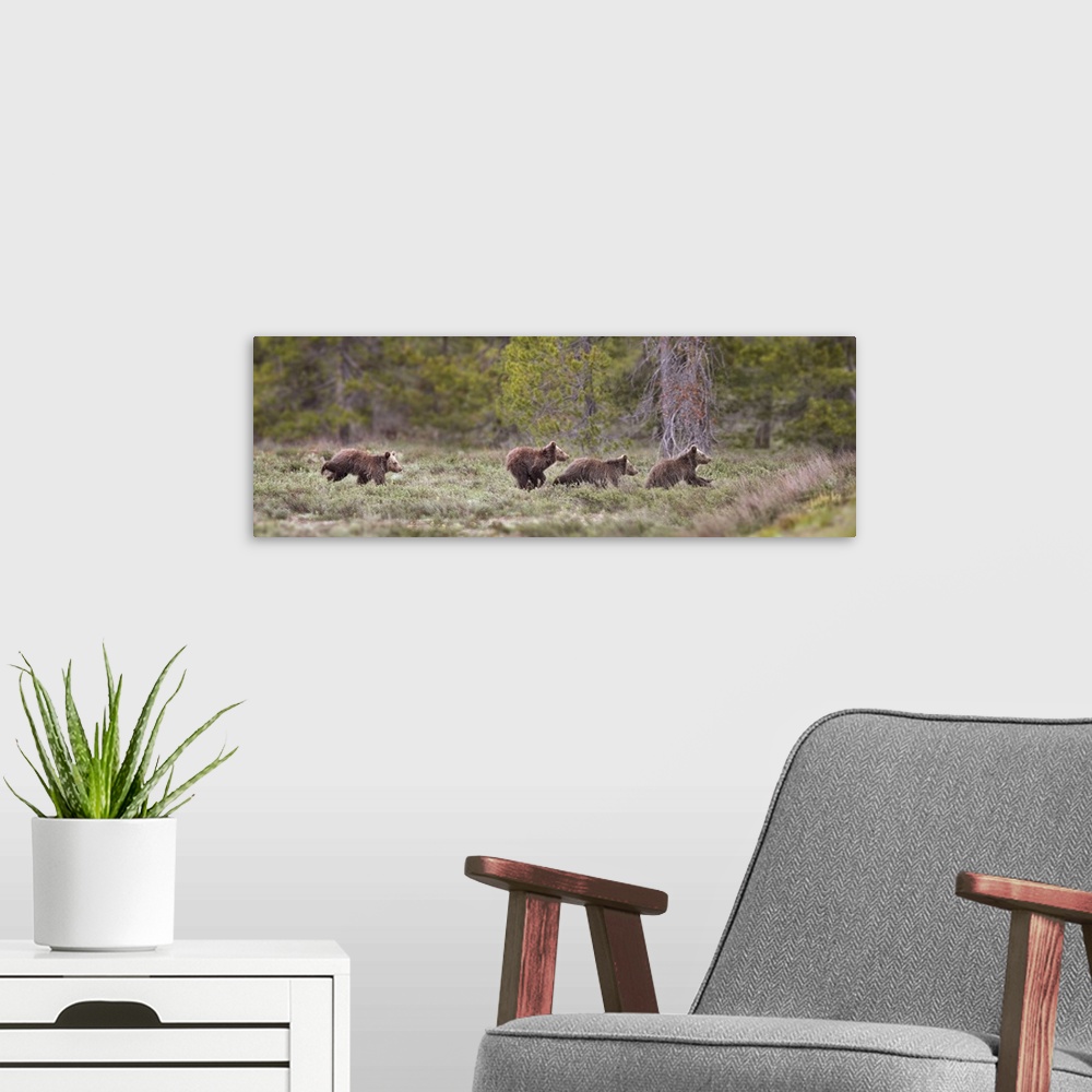 A modern room featuring USA, Wyoming, Grand Teton National Park. Yearling grizzly bears running to catch up with sow bear...