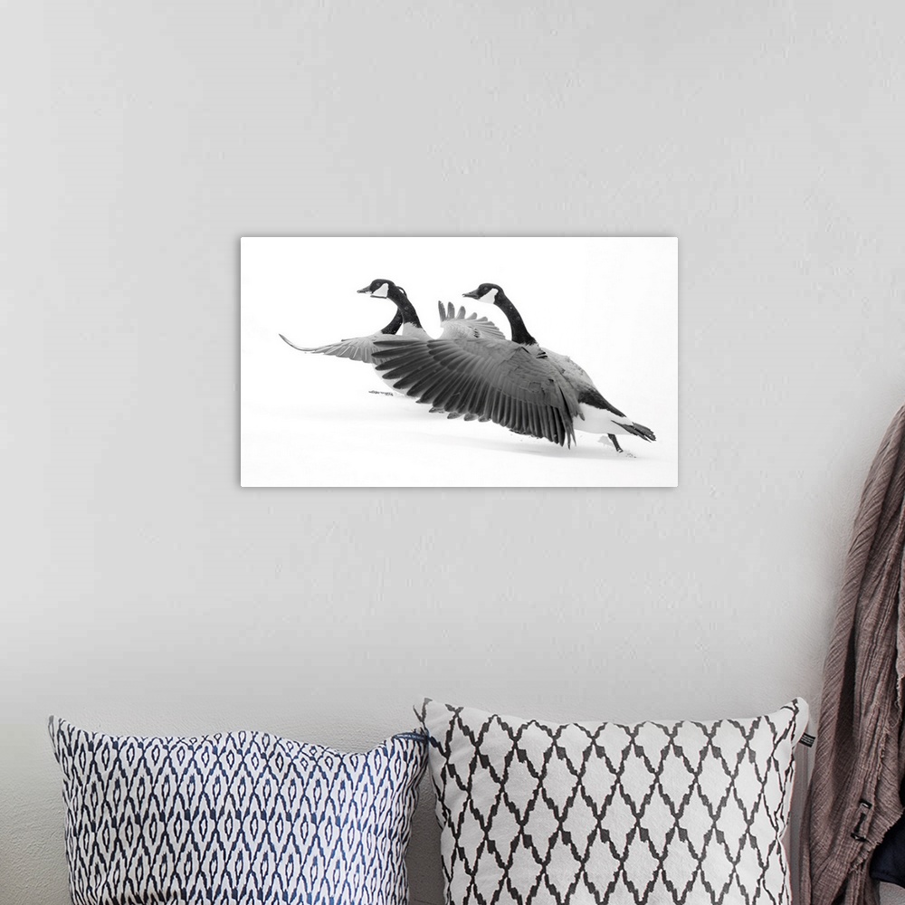 A bohemian room featuring Wyoming, Two Canadian Geese Taking Flight