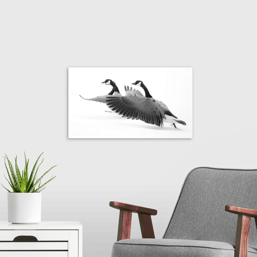A modern room featuring Wyoming, Two Canadian Geese Taking Flight