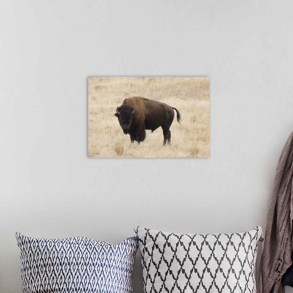 A bohemian room featuring Wyoming, Yellowstone National Park, Bison bull (Bison bison), in the Lamar Valley.