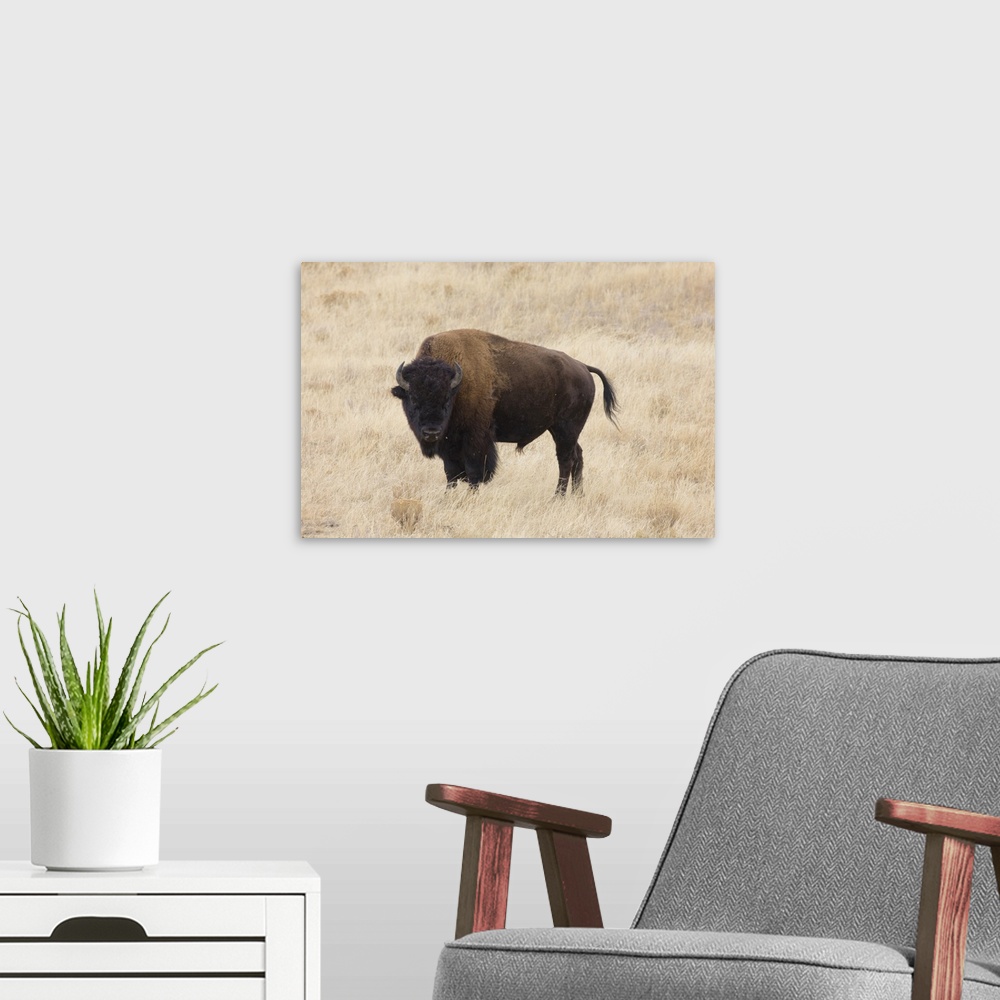 A modern room featuring Wyoming, Yellowstone National Park, Bison bull (Bison bison), in the Lamar Valley.