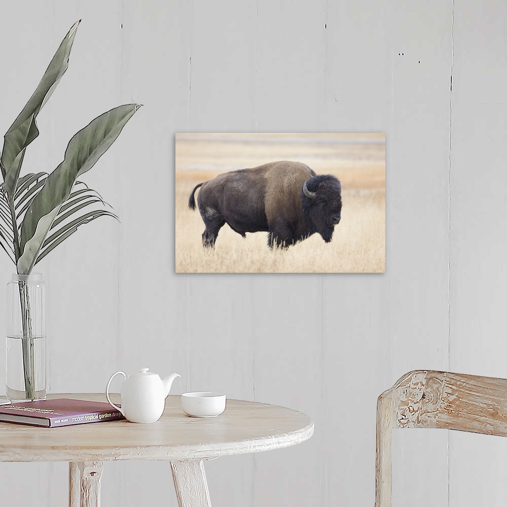 A farmhouse room featuring Wyoming, Yellowstone National Park, Bison bull (Bison bison), in the Lamar Valley.