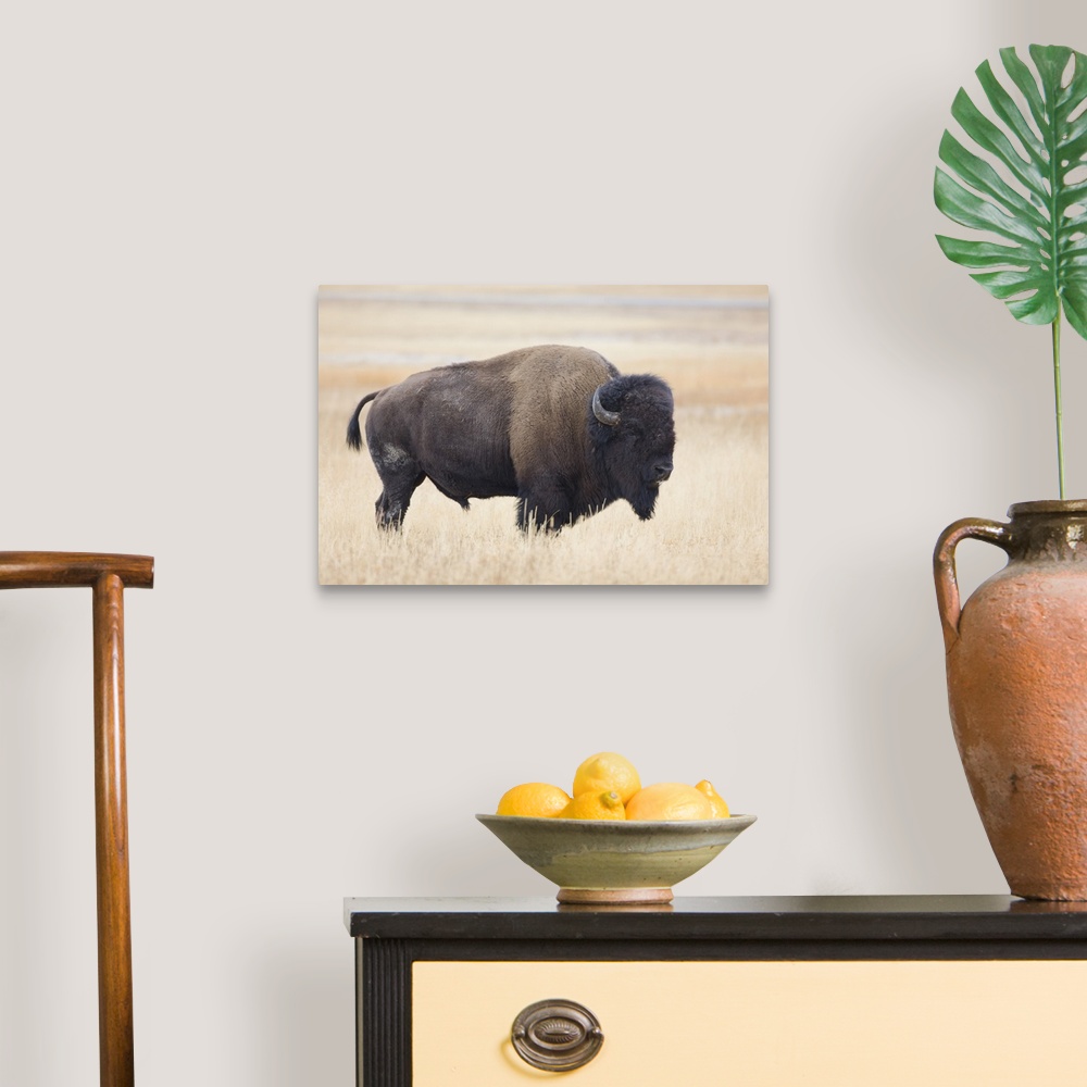 A traditional room featuring Wyoming, Yellowstone National Park, Bison bull (Bison bison), in the Lamar Valley.