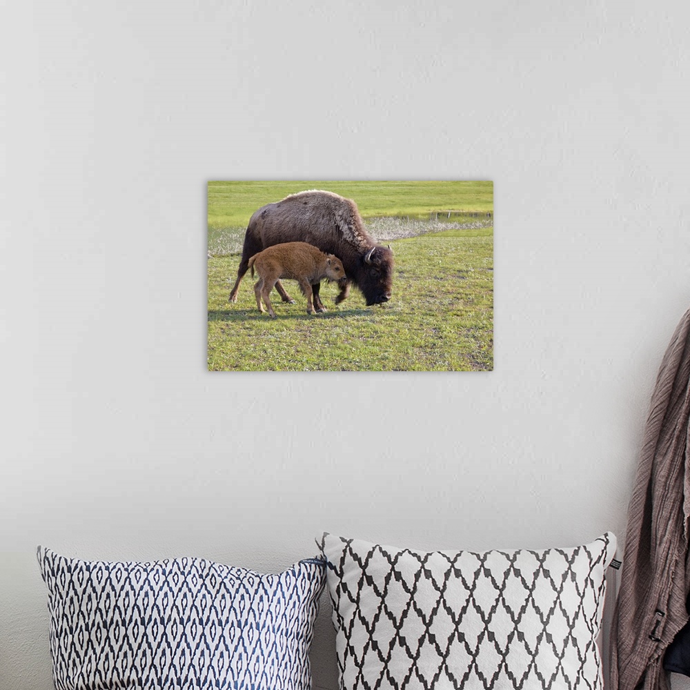 A bohemian room featuring Wyoming, Yellowstone National Park, Bison calf with mother..