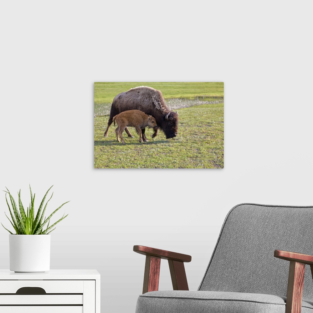 A modern room featuring Wyoming, Yellowstone National Park, Bison calf with mother..