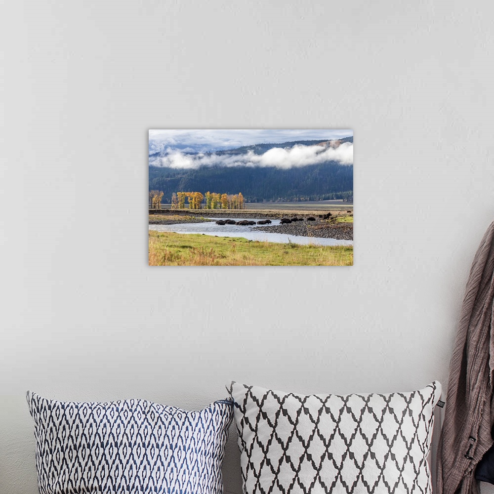 A bohemian room featuring USA, Wyoming, Yellowstone National Park. Bison crossing stream.