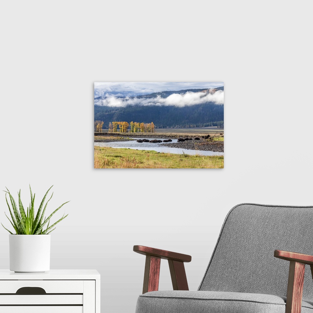 A modern room featuring USA, Wyoming, Yellowstone National Park. Bison crossing stream.
