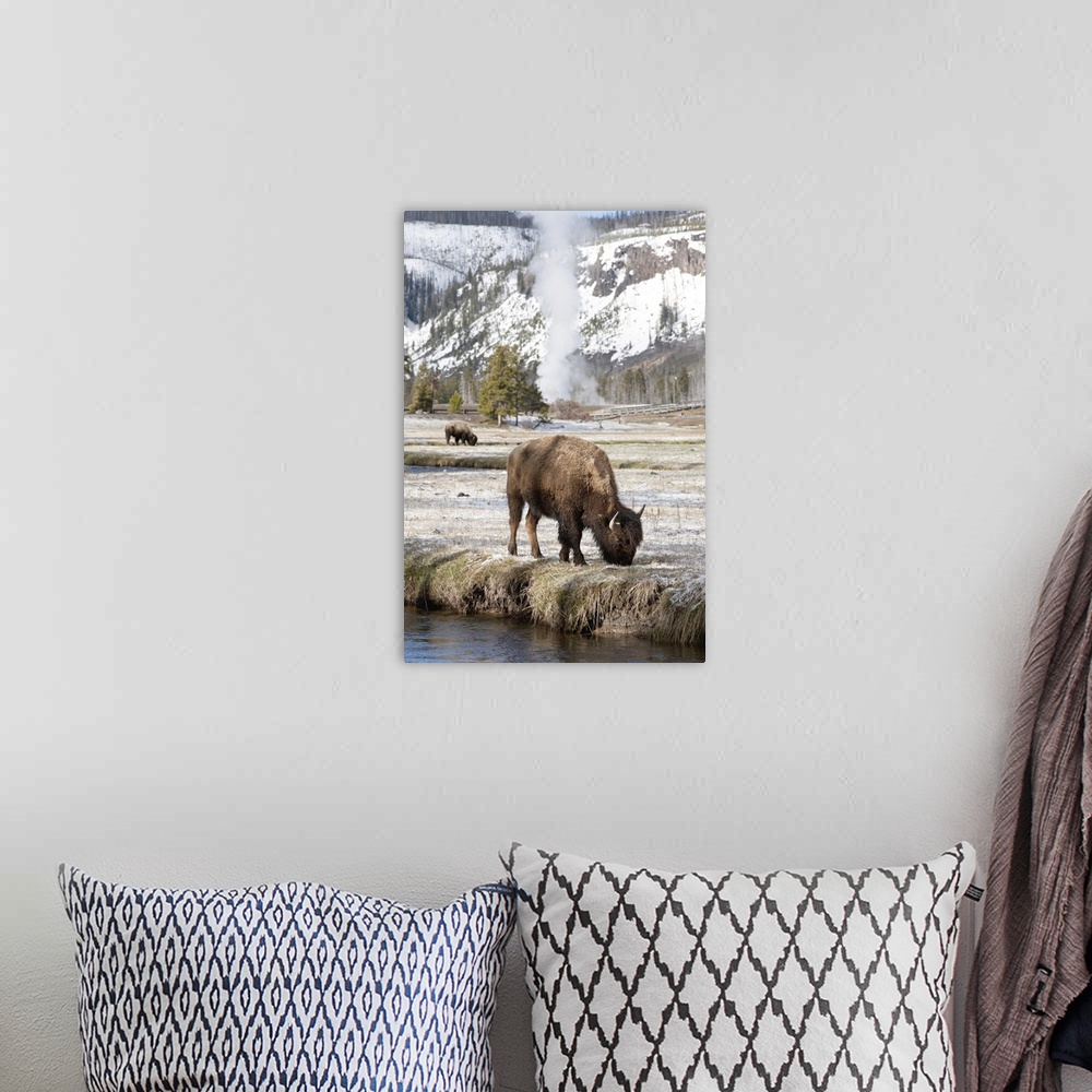 A bohemian room featuring USA, Wyoming, Yellowstone National Park, Bison feeding along stream on spring morning.