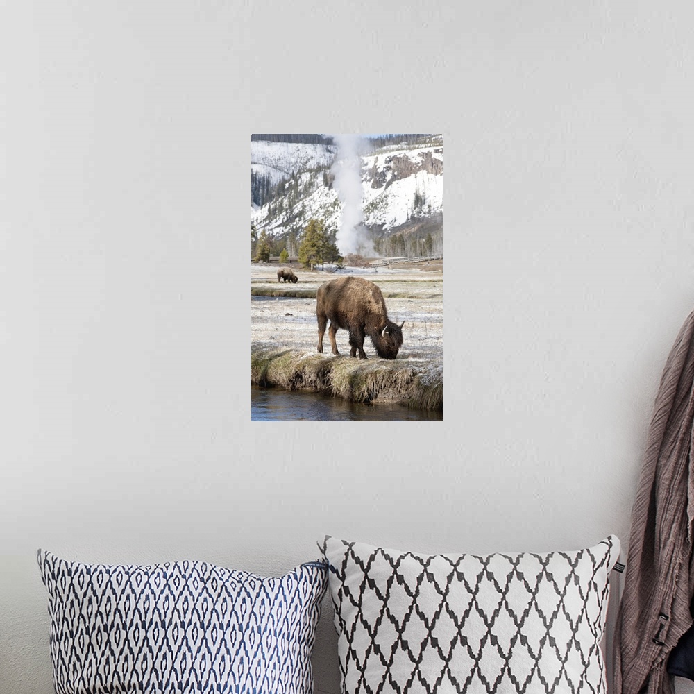 A bohemian room featuring USA, Wyoming, Yellowstone National Park, Bison feeding along stream on spring morning.