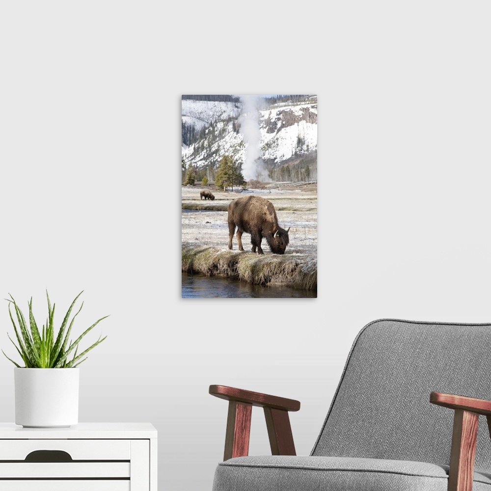 A modern room featuring USA, Wyoming, Yellowstone National Park, Bison feeding along stream on spring morning.