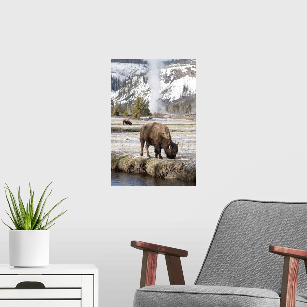 A modern room featuring USA, Wyoming, Yellowstone National Park, Bison feeding along stream on spring morning.