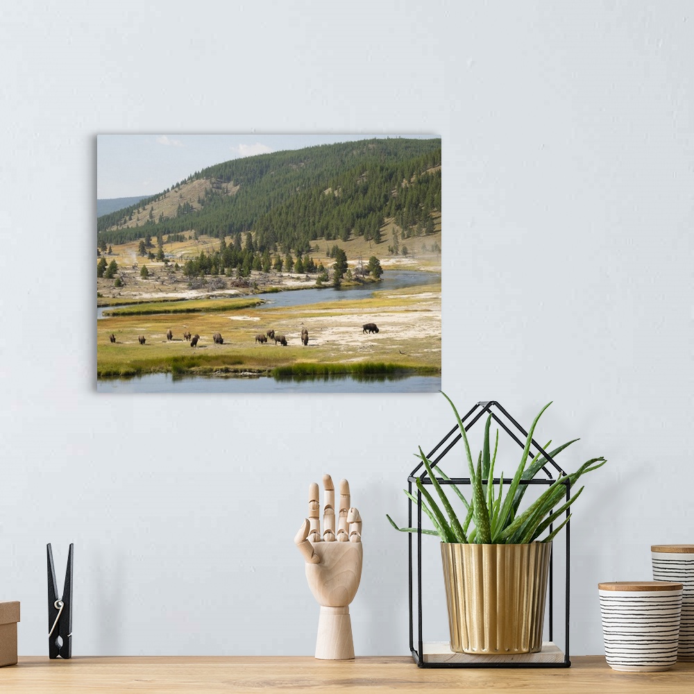 A bohemian room featuring Wyoming, Yellowstone National Park, Bison Herd And Firehole River