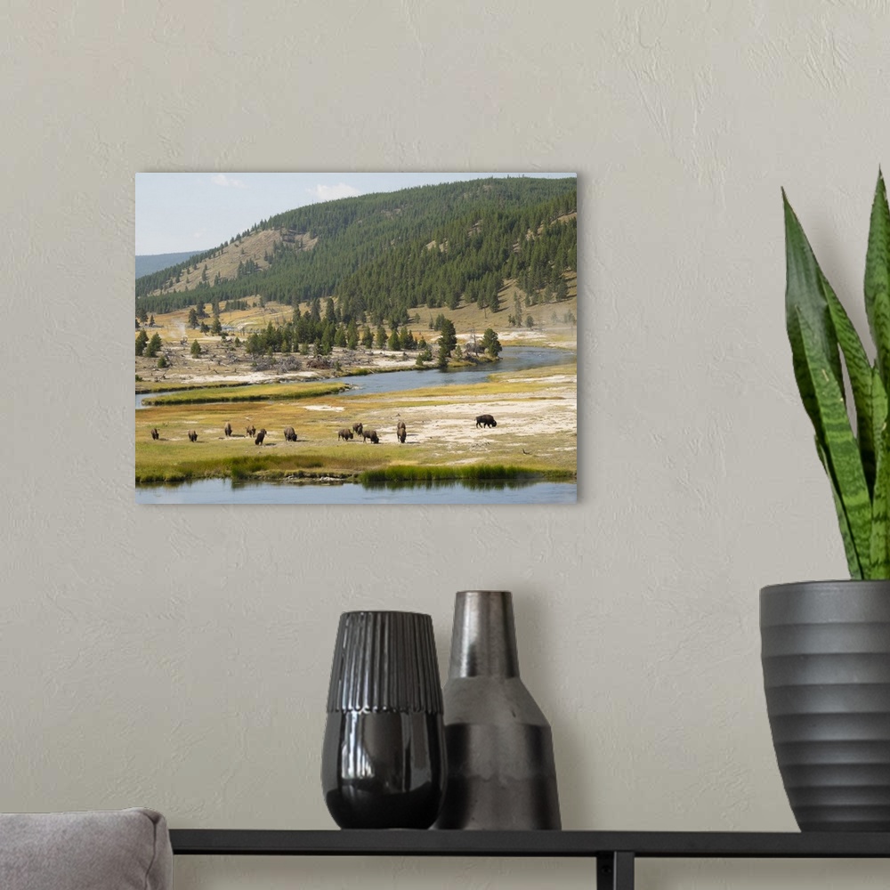 A modern room featuring Wyoming, Yellowstone National Park, Bison Herd And Firehole River