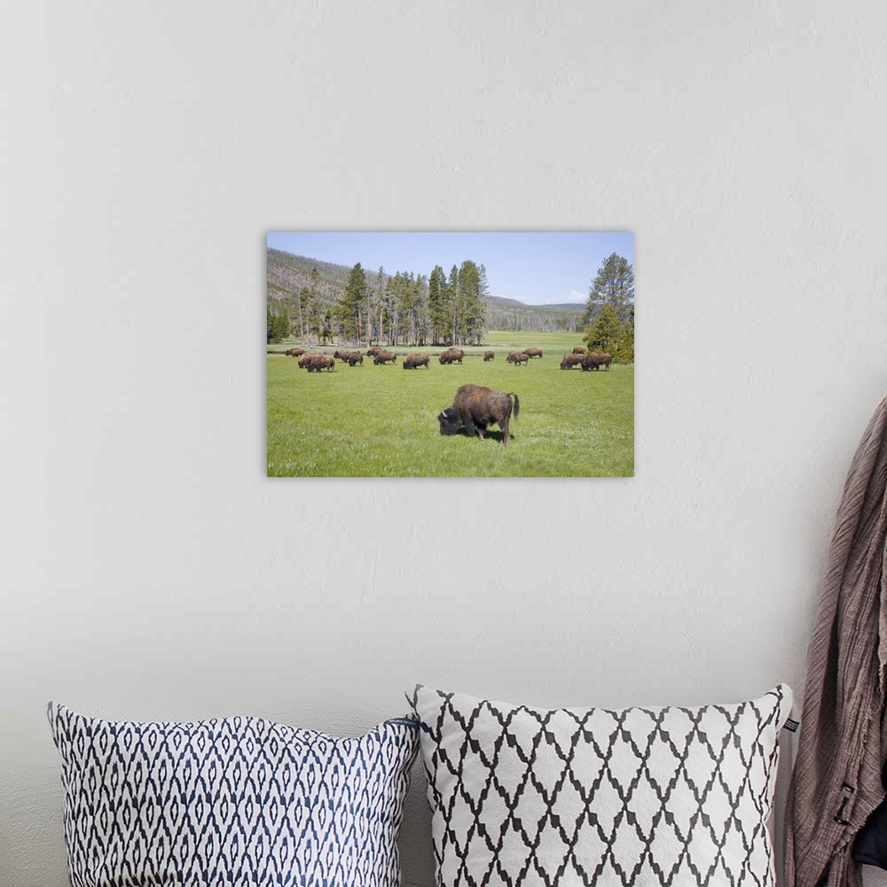 A bohemian room featuring Wyoming, Yellowstone National Park, Bison herd, at Gibbon Meadows.