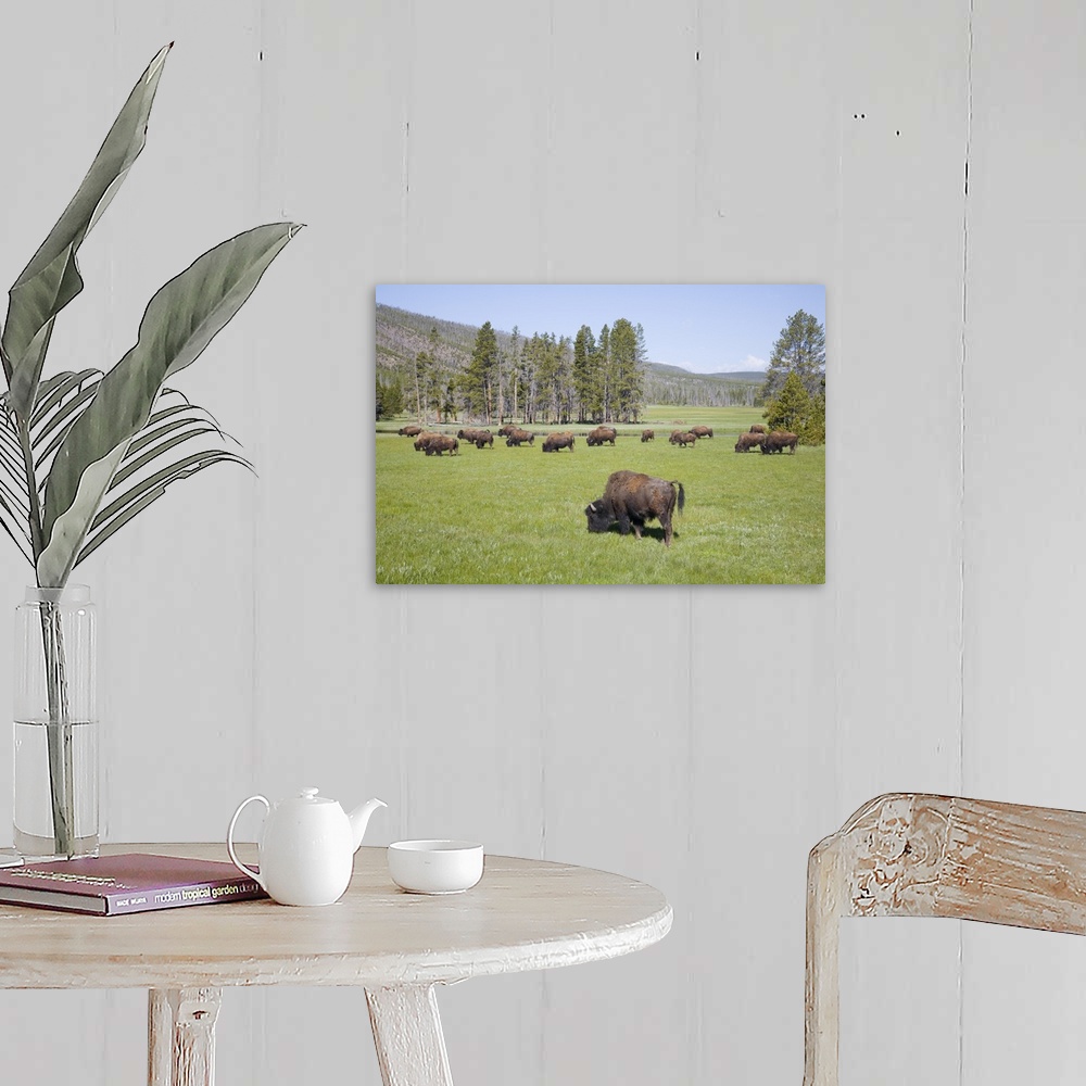 A farmhouse room featuring Wyoming, Yellowstone National Park, Bison herd, at Gibbon Meadows.