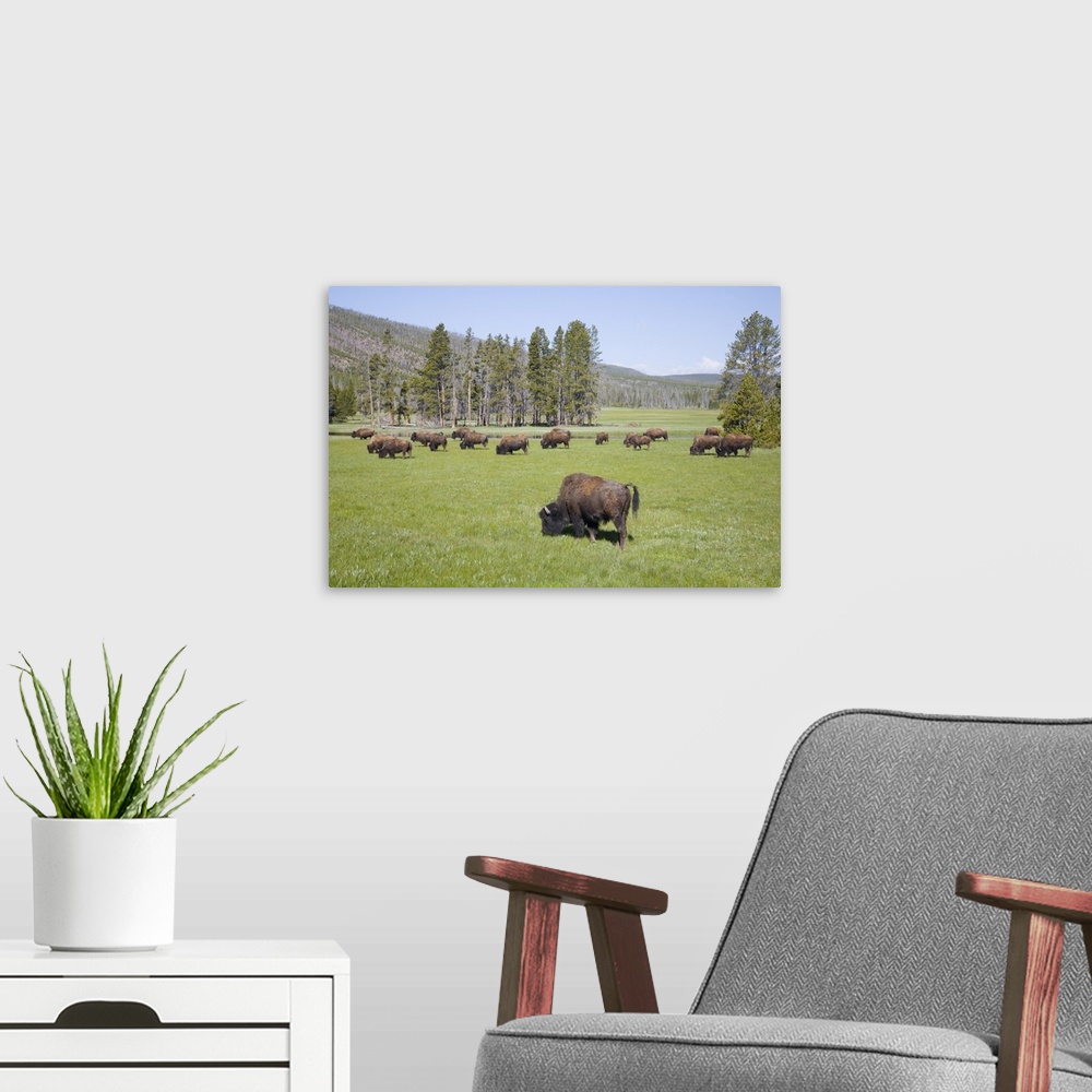 A modern room featuring Wyoming, Yellowstone National Park, Bison herd, at Gibbon Meadows.