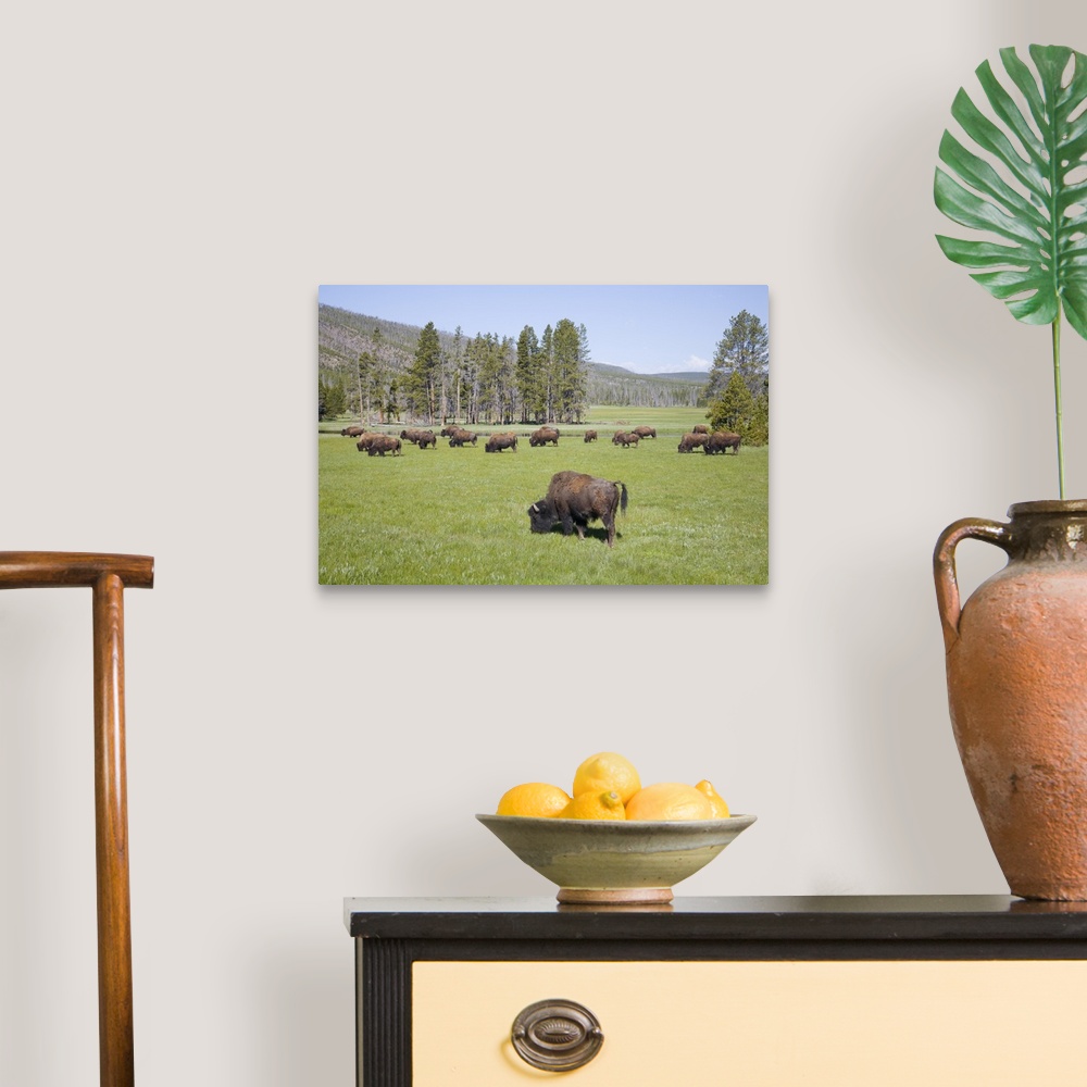A traditional room featuring Wyoming, Yellowstone National Park, Bison herd, at Gibbon Meadows.