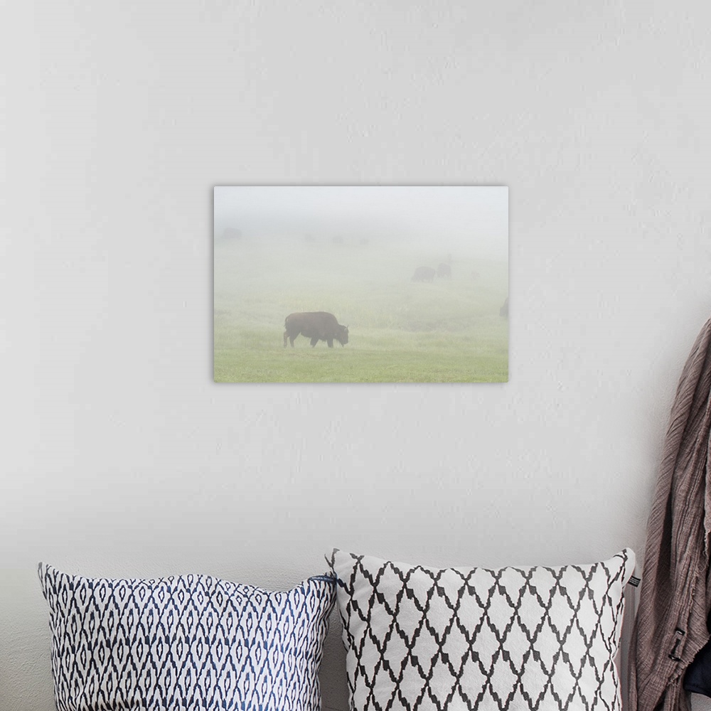 A bohemian room featuring USA, Wyoming, Yellowstone National Park. Bison herd grazes on foggy morning in Lamar Valley. Cred...