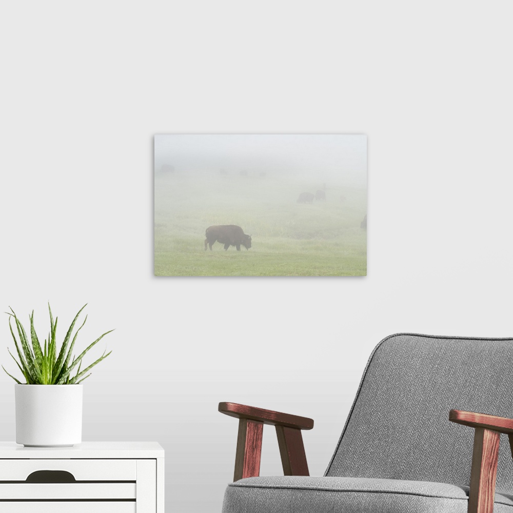 A modern room featuring USA, Wyoming, Yellowstone National Park. Bison herd grazes on foggy morning in Lamar Valley. Cred...