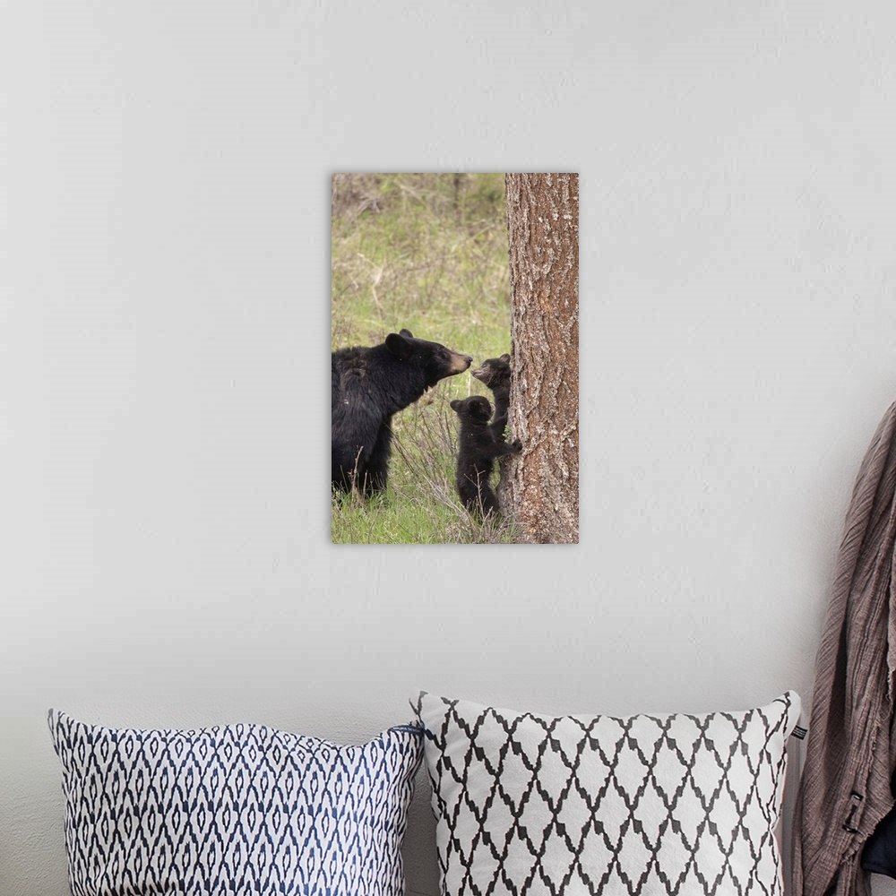 A bohemian room featuring USA, Wyoming, Yellowstone National Park. Black bear cubs and mother bear. Credit: Don Grall