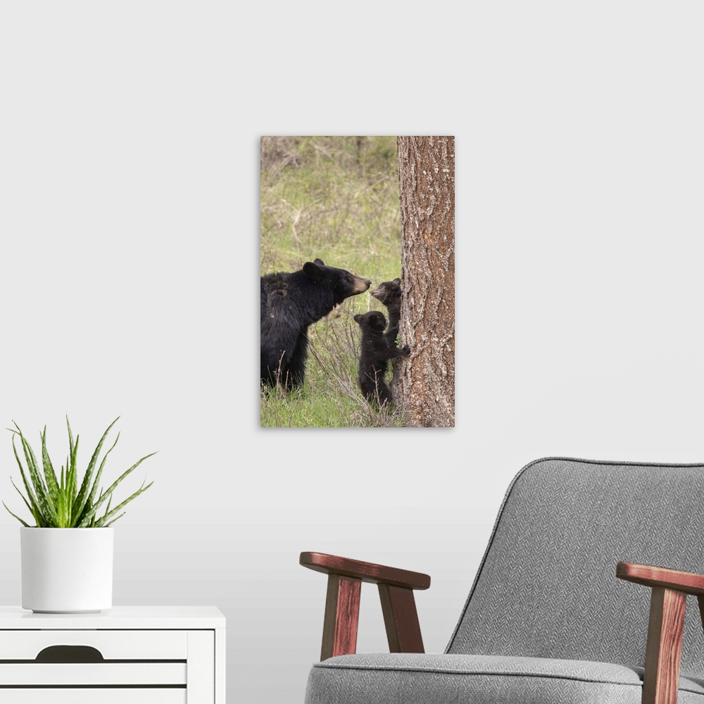 A modern room featuring USA, Wyoming, Yellowstone National Park. Black bear cubs and mother bear. Credit: Don Grall