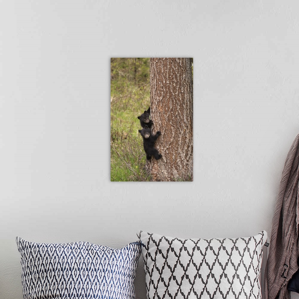A bohemian room featuring USA, Wyoming, Yellowstone National Park. Black bear cubs climb pine tree. Credit: Don Grall