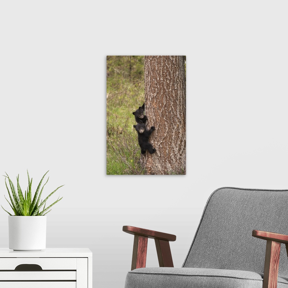 A modern room featuring USA, Wyoming, Yellowstone National Park. Black bear cubs climb pine tree. Credit: Don Grall