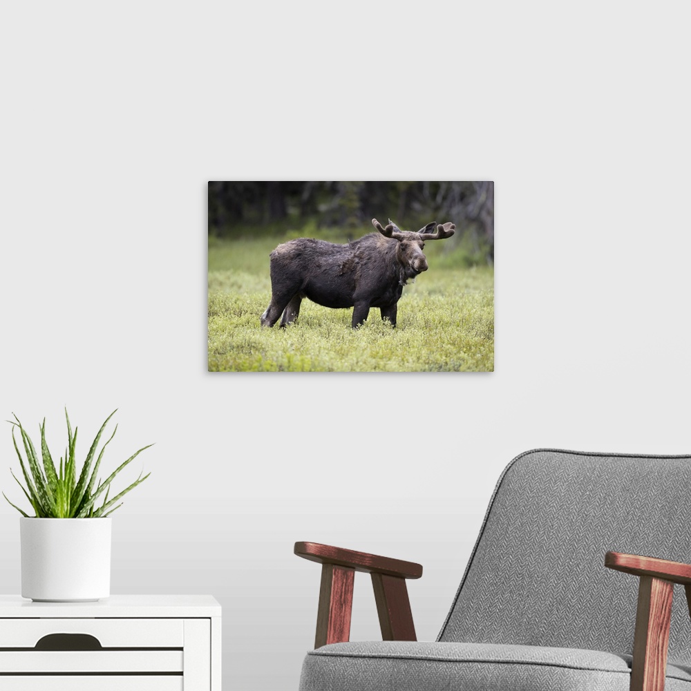 A modern room featuring USA, Wyoming, Yellowstone National Park. Bull moose with velvet antlers. Credit: Don Grall