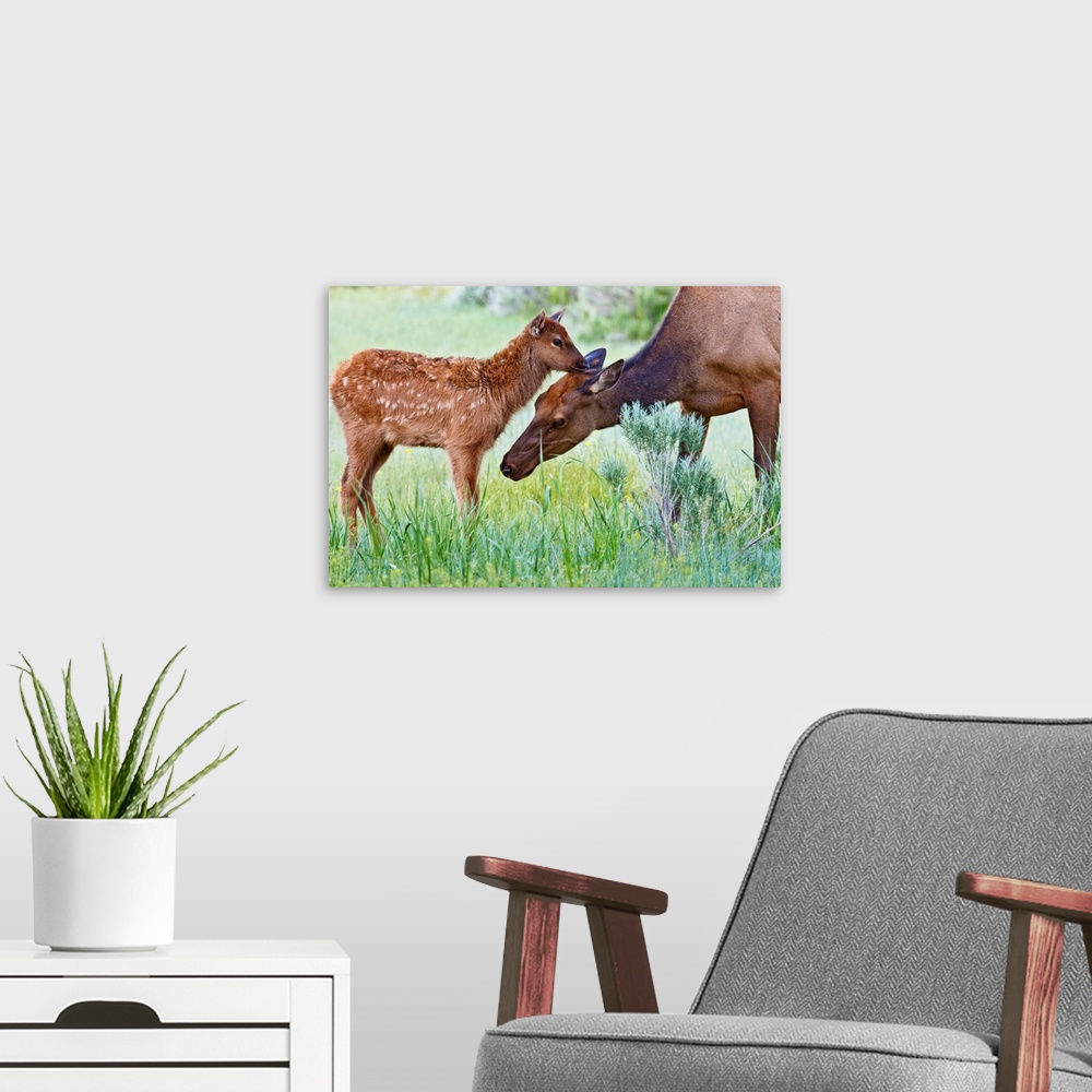 A modern room featuring North America, USA, Wyoming, Yellowstone National Park, elk (Cervus elaphus) cow licking calf.