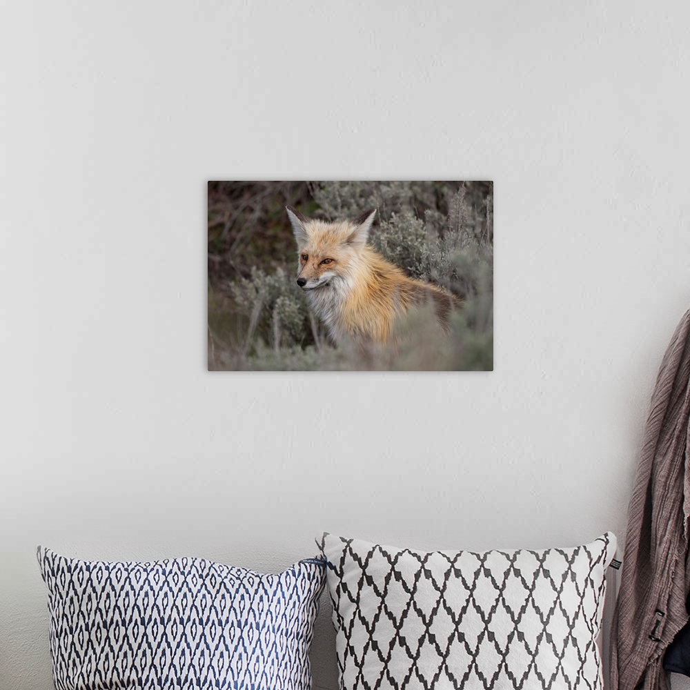 A bohemian room featuring USA, Wyoming, Yellowstone National Park. Red Fox (Vulpes vulpes) framed by sage brush in Lamar Va...