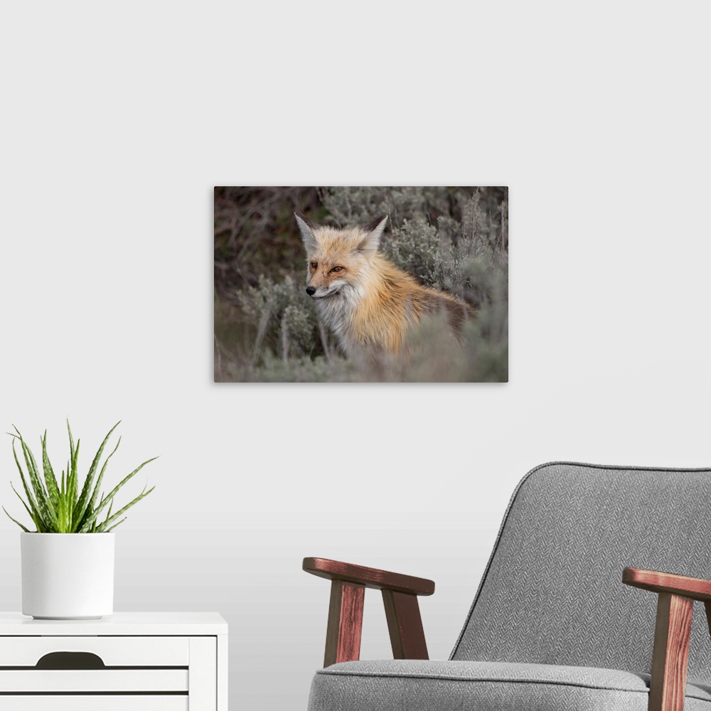 A modern room featuring USA, Wyoming, Yellowstone National Park. Red Fox (Vulpes vulpes) framed by sage brush in Lamar Va...
