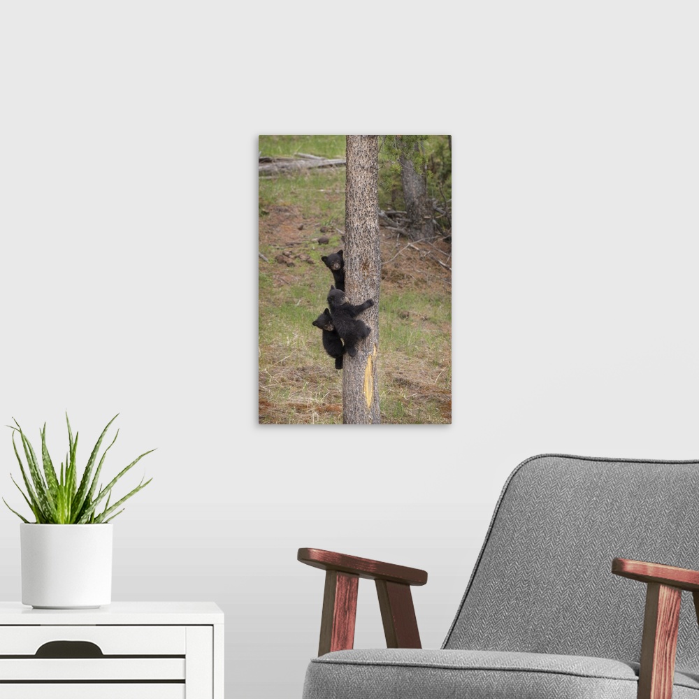 A modern room featuring USA, Wyoming, Yellowstone National Park. Three black bear cubs climb pine tree. Credit: Don Grall