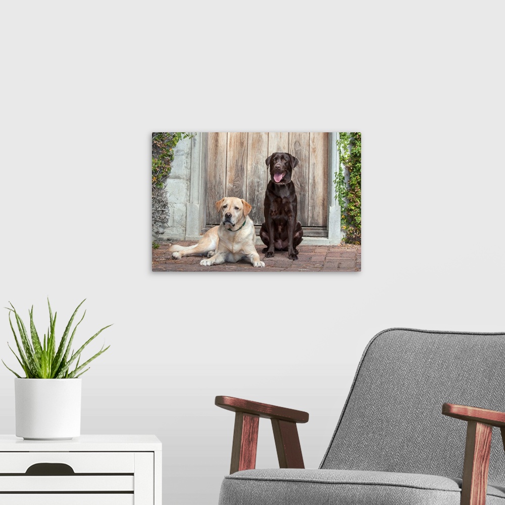 A modern room featuring Yellow and Chocolate Labrador Retrievers sitting on rock patio