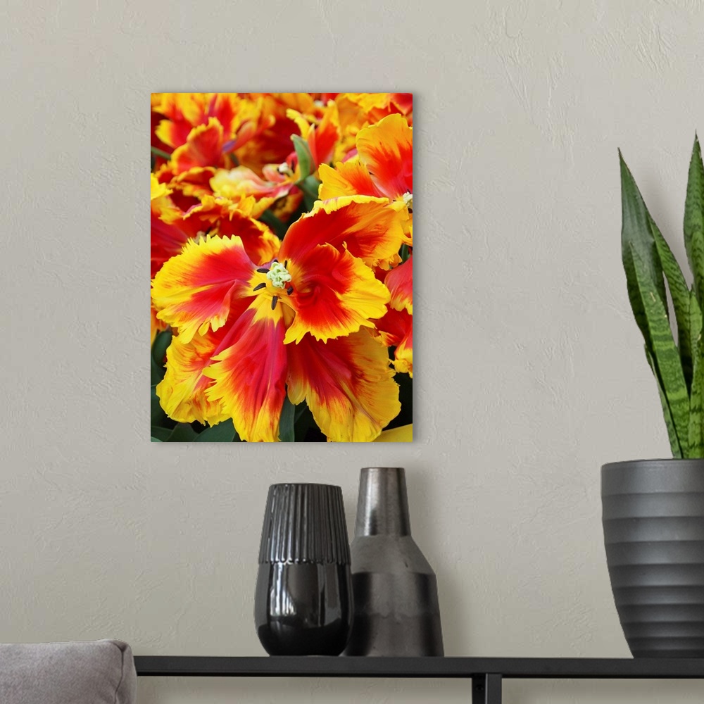 A modern room featuring Yellow and red parrot tulips.