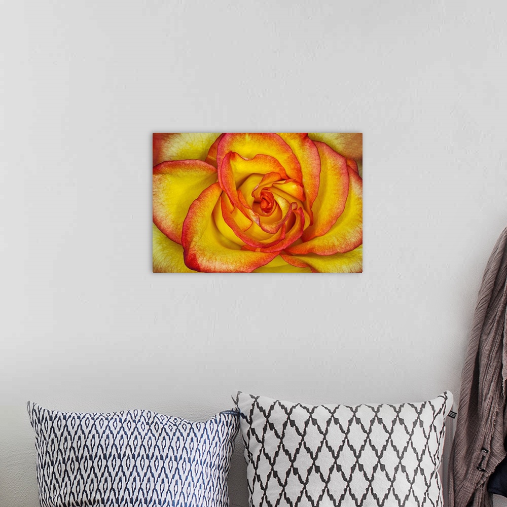 A bohemian room featuring Yellow and red rose.