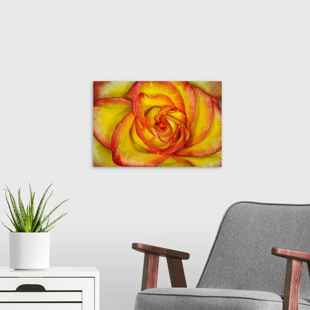 A modern room featuring Yellow and red rose.