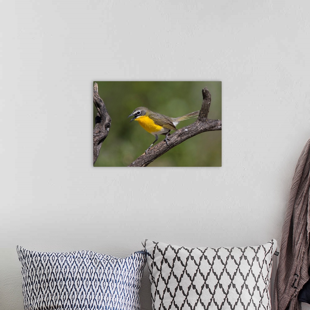 A bohemian room featuring Yellow-breasted Chat (Icteria virens) adult perched