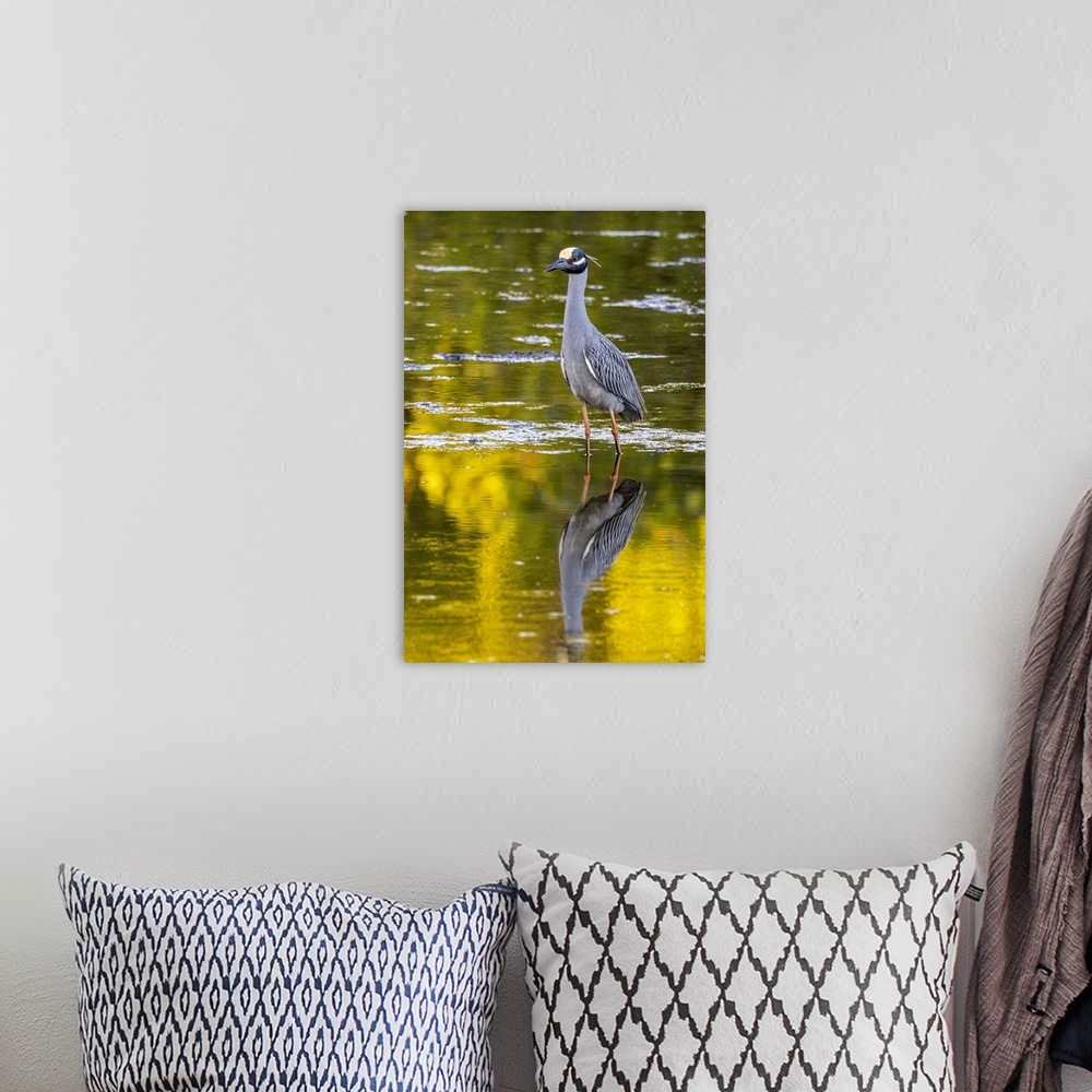 A bohemian room featuring Yellow crowned night heron in Ding Darling National Wildlife Refuge on Sanibel Island, Florida, USA.