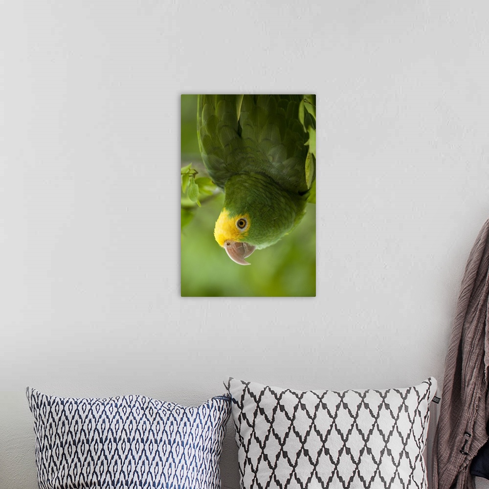 A bohemian room featuring Yellow-headed Amazon Parrot (Amazona oratrix), Belize, Central America. Found in Riparian forest ...