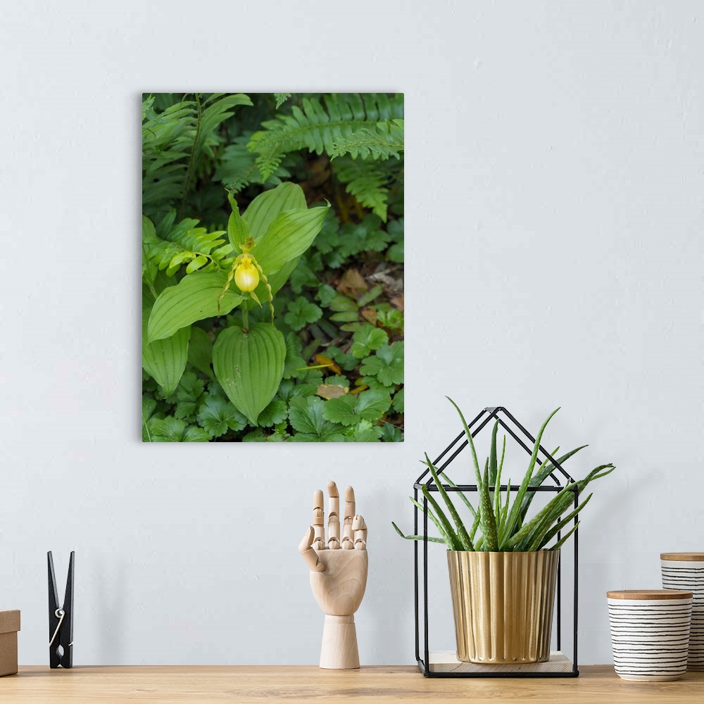A bohemian room featuring USA, North America, Delaware. Cypripedium Parviflorum, Commonly Known As Yellow Lady's Slipper Or...