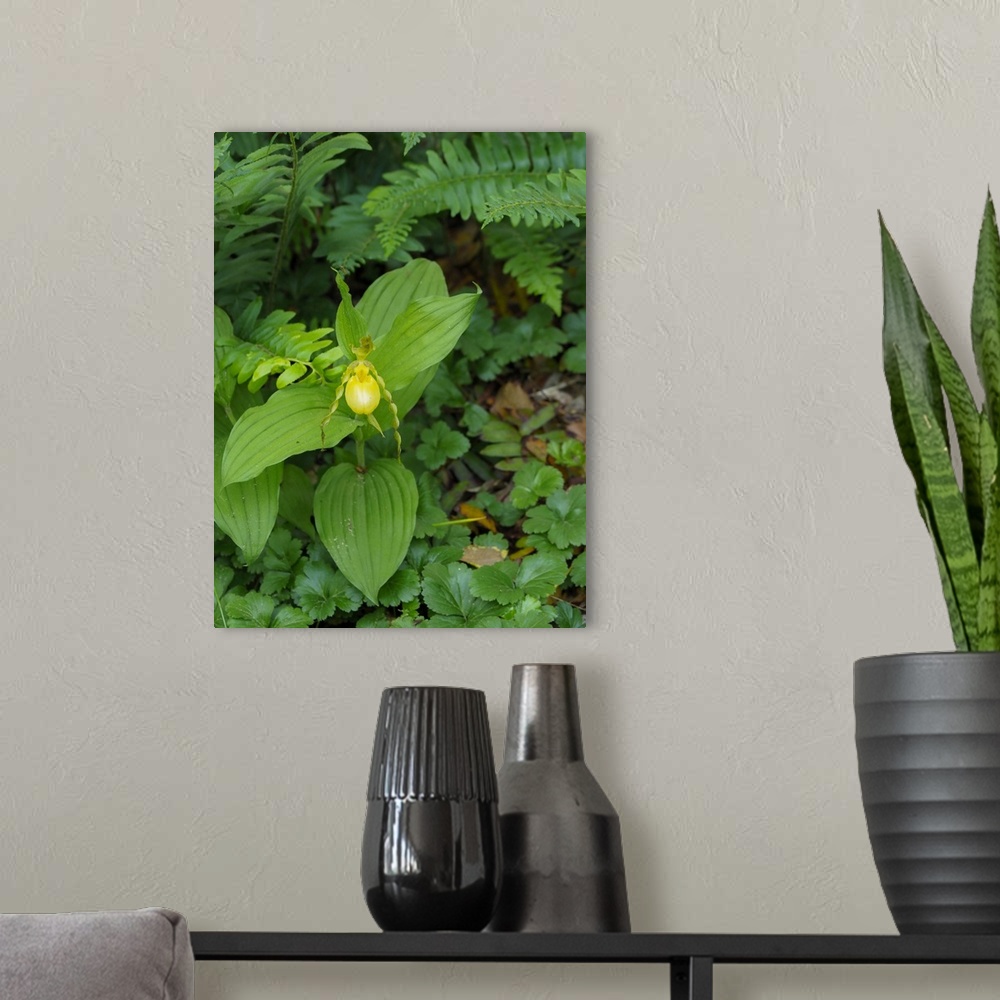A modern room featuring USA, North America, Delaware. Cypripedium Parviflorum, Commonly Known As Yellow Lady's Slipper Or...