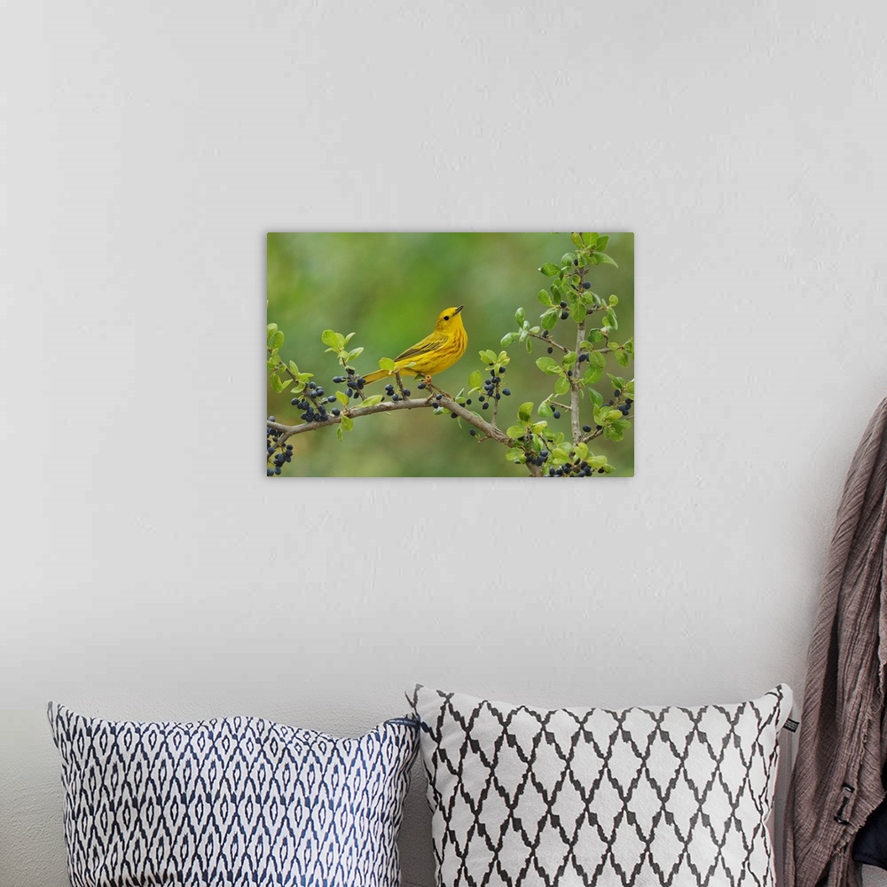 A bohemian room featuring Yellow Warbler (Dendroica petechia), adult male perched on Elbow bush (Forestiera pubescens) with...