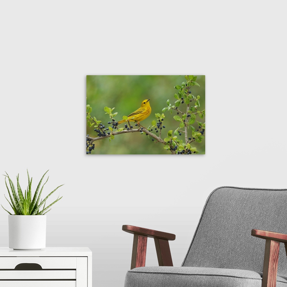 A modern room featuring Yellow Warbler (Dendroica petechia), adult male perched on Elbow bush (Forestiera pubescens) with...